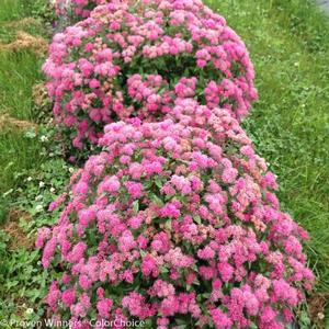 DOUBLE PLAY® PINK SPIRAEA