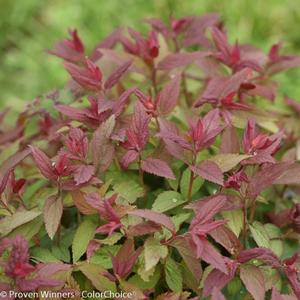 DOUBLE PLAY® RED SPIRAEA