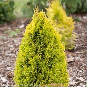 FILIP'S MAGIC MOMENT ARBORVITAE