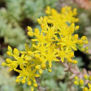 BLUE SPRUCE SEDUM