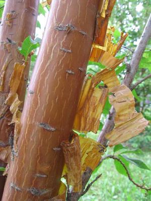 GOLDSPUR™ CHOKECHERRY