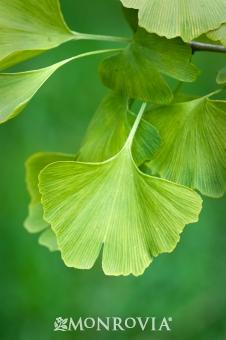 AUTUMN GOLD GINKGO
