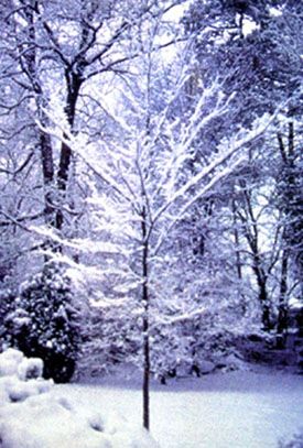 FRONTIER ELM