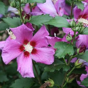 PURPLE SATIN® ALTHEA