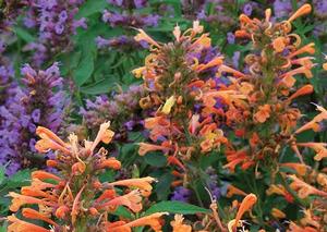 SUMMER SUNSET HYSSOP