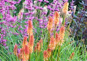 CREAMSICLE POPSICLE™ RED HOT POKER