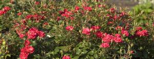 EASY ELEGANCE® MYSTIC FAIRY® ROSE