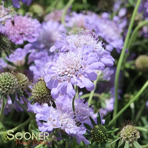 BUTTERFLY BLUE PINCUSHION FLOWER