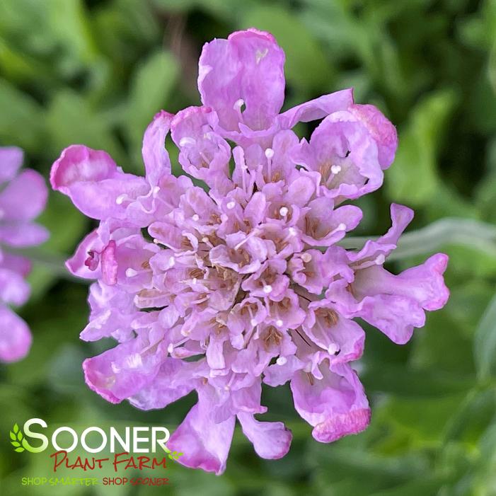 PINK MIST PINCUSHION FLOWER