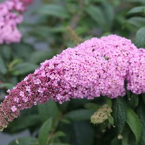 PUGSTER PINK® BUTTERFLY BUSH