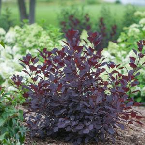 WINECRAFT BLACK® SMOKETREE