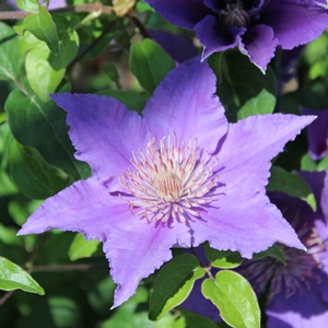 BIJOU™ CLEMATIS