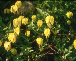 TANGUTICA CLEMATIS