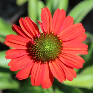 KISMET® INTENSE ORANGE CONEFLOWER
