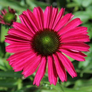 KISMET® RASPBERRY CONEFLOWER