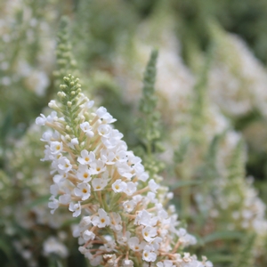 BUZZ® IVORY BUTTERFLY BUSH