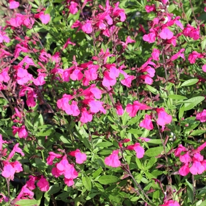 PINK PREFERENCE AUTUMN SAGE