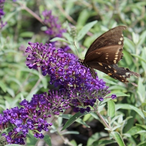 BUZZ® MIDNIGHT BUTTERFLY BUSH