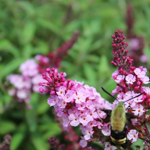 BUZZ® SOFT PINK BUTTERFLY BUSH