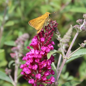 BUZZ® VELVET BUTTERFLY BUSH