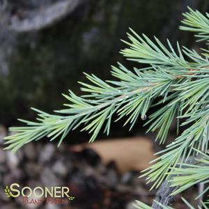 FEELIN' BLUE WEEPING DEODAR CEDAR