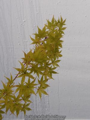 BENI KAWA CORAL BARK UPRIGHT JAPANESE MAPLE