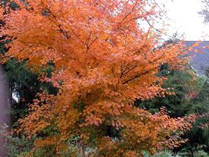 ORIDONO NISHIKI UPRIGHT JAPANESE MAPLE