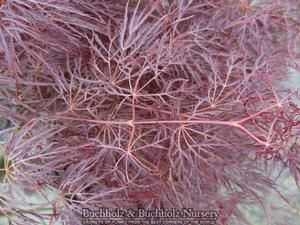 RED FEATHER WEEPING JAPANESE MAPLE