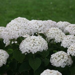 INVINCIBELLE® WEE WHITE HYDRANGEA