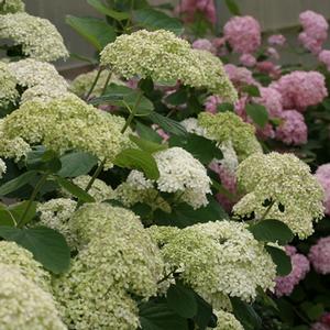 LIME RICKEY® HYDRANGEA