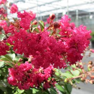 INFINITINI WATERMELON® CRAPEMYRTLE