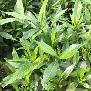 FROST PROOF GARDENIA