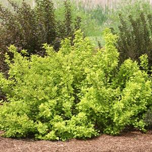 FESTIVUS GOLD® NINEBARK