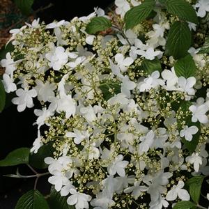 WABI-SABI® DOUBLEFILE VIBURNUM