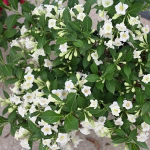 CZECHMARK SUNNY SIDE UP® WEIGELA