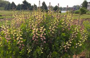 DECADENCE® DELUXE PINK LEMONADE FALSE INDIGO