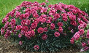FRUIT PUNCH® CHERRY VANILLA DIANTHUS
