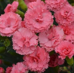 FRUIT PUNCH® CLASSIC CORAL DIANTHUS