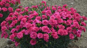 FRUIT PUNCH® RASPBERRY RUFFLES DIANTHUS