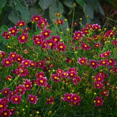 MERCURY RISING TICKSEED