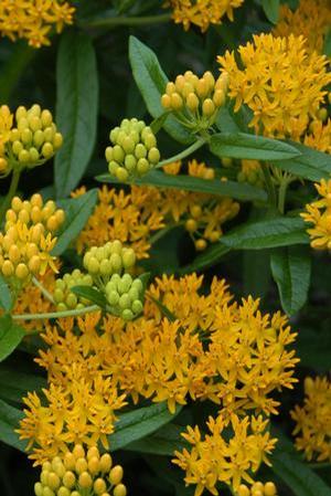 HELLO YELLOW BUTTERFLY MILKWEED