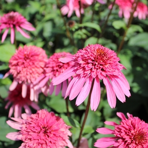 SUPREME™ ELEGANCE CONEFLOWER