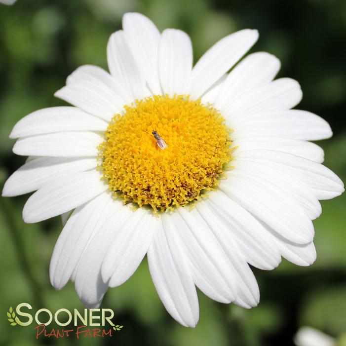 BECKY SHASTA DAISY