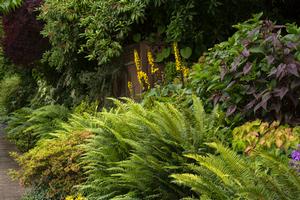 WESTERN SWORD FERN
