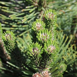 THUNDERHEAD JAPANESE BLACK PINE