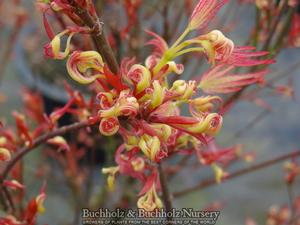 WILSON'S PINK DWARF UPRIGHT JAPANESE MAPLE