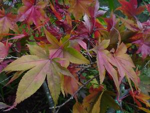 ICHIGYOJI UPRIGHT JAPANESE MAPLE