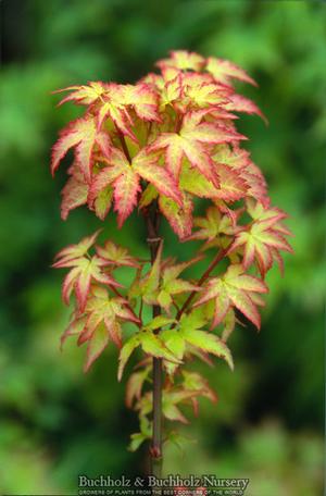 TAMA HIME DWARF UPRIGHT JAPANESE MAPLE