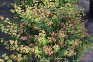 KOTO MARU DWARF UPRIGHT JAPANESE MAPLE