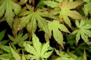 AKA SHIGITATSU SAWA UPRIGHT JAPANESE MAPLE